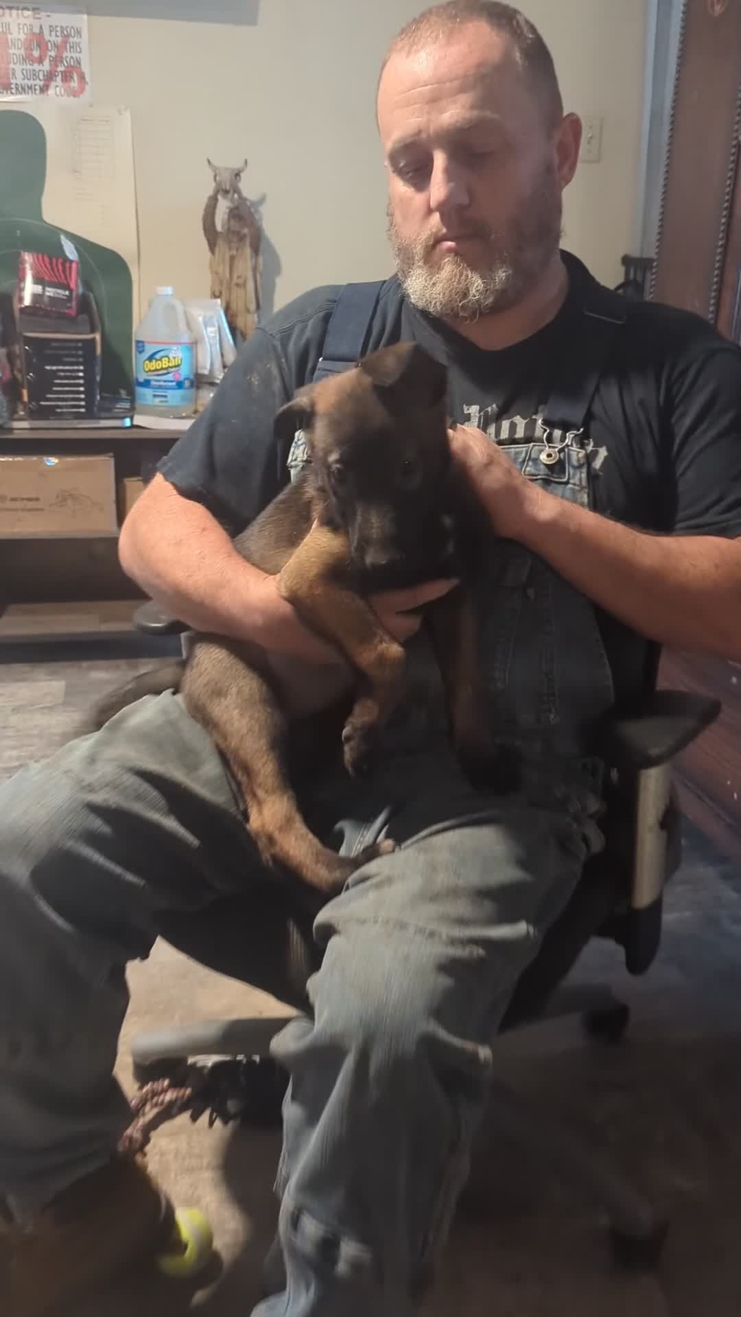 Belgian Malinois dogs for sale: Helio (yellow collar) - Video 1