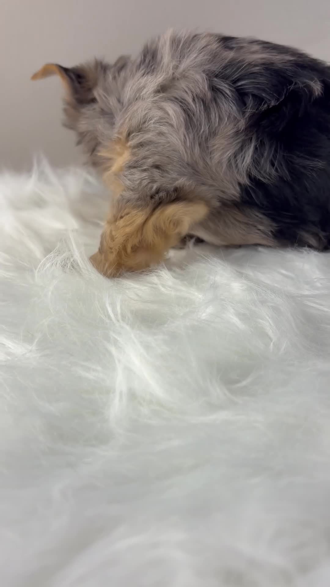 Yorkshire Terrier dogs for sale: Maverick  - Video 1
