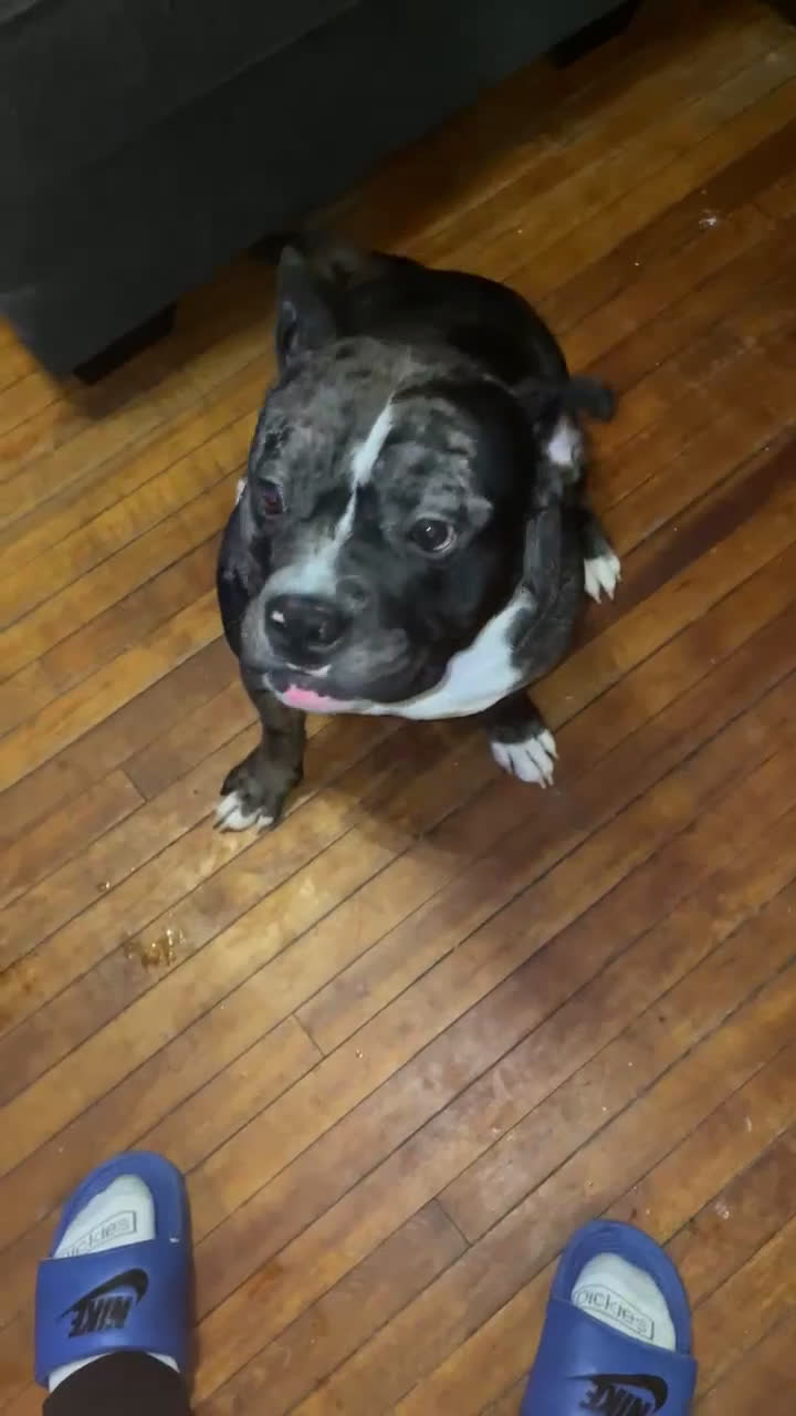 American Bully dogs for stud: Pocket Bully Ace - Video 1