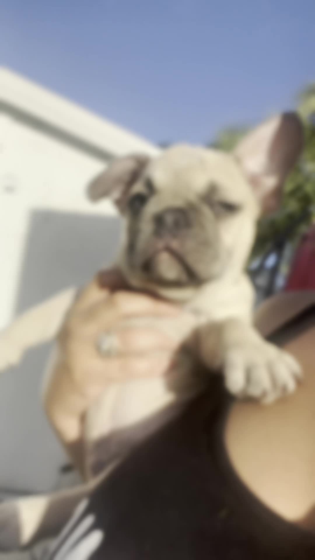 French Bulldog dogs for sale: French Bulldog Puppy 1 - Video 1