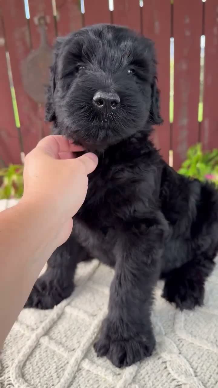 Giant Schnauzer dogs for sale: Tucker - Video 1