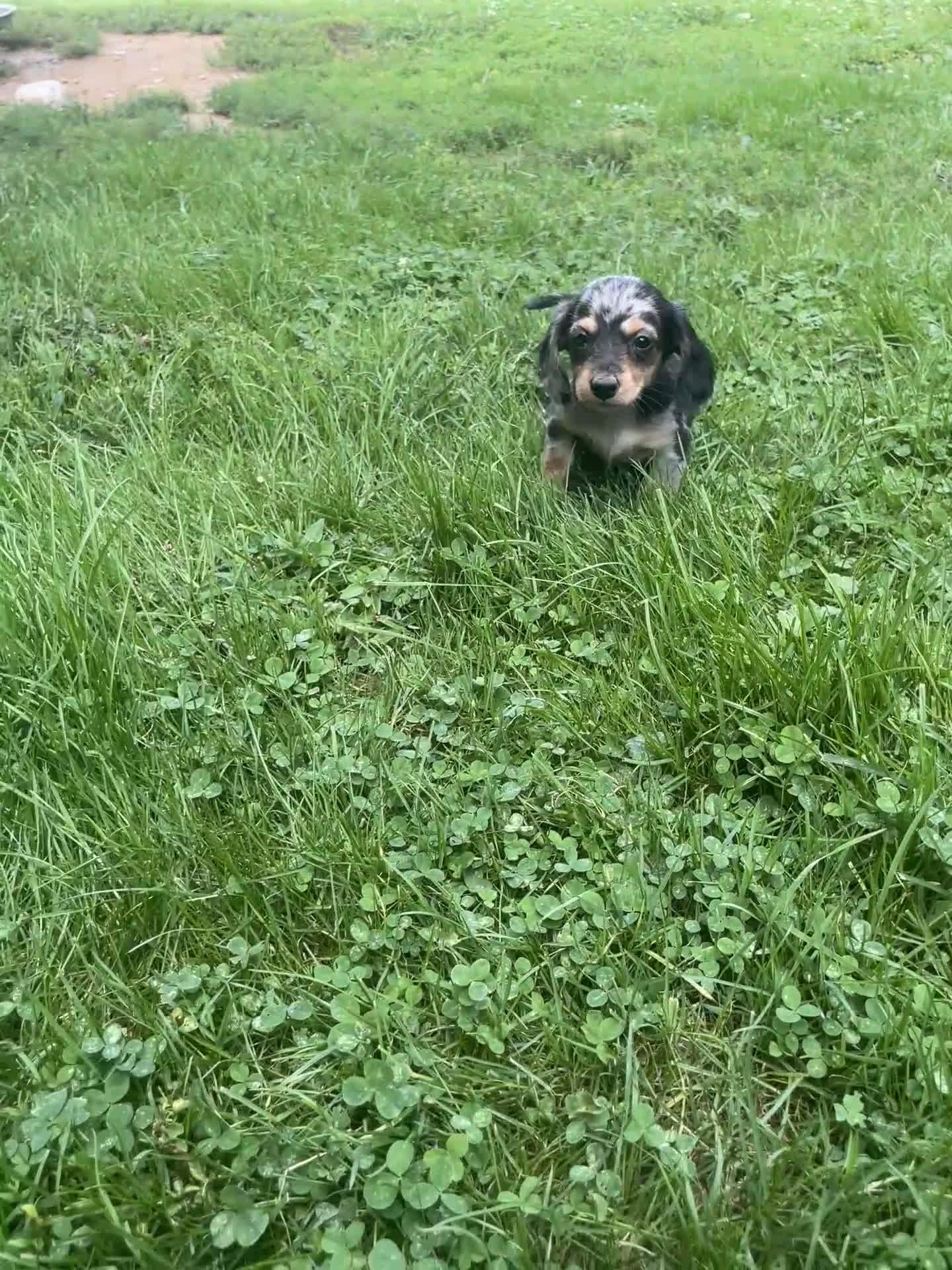 Miniature Dachshund dogs for sale: Jade - Video 1