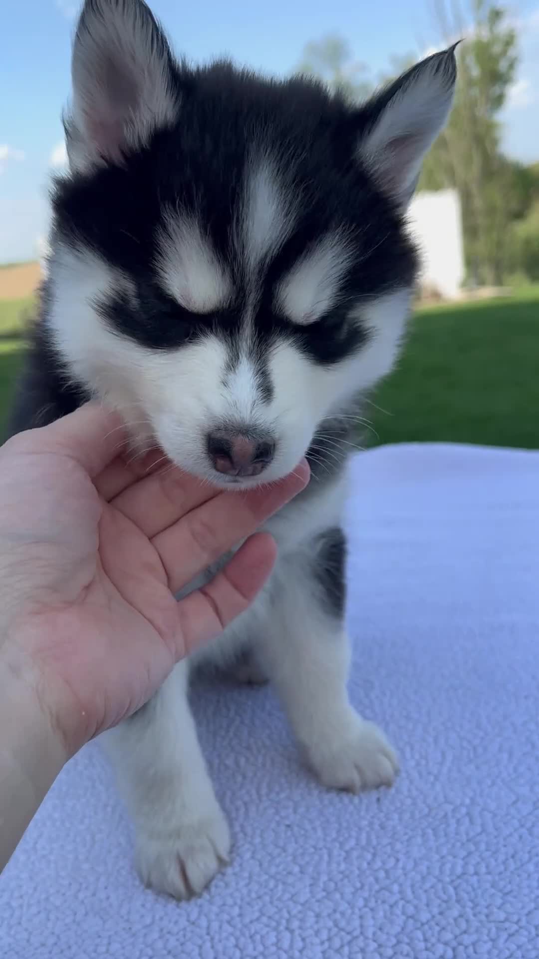 Pomsky dogs for sale: Savannah - Video 1