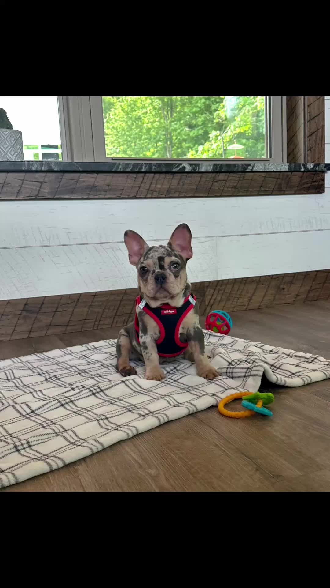 French Bulldog dogs for sale: Aspen - Video 1