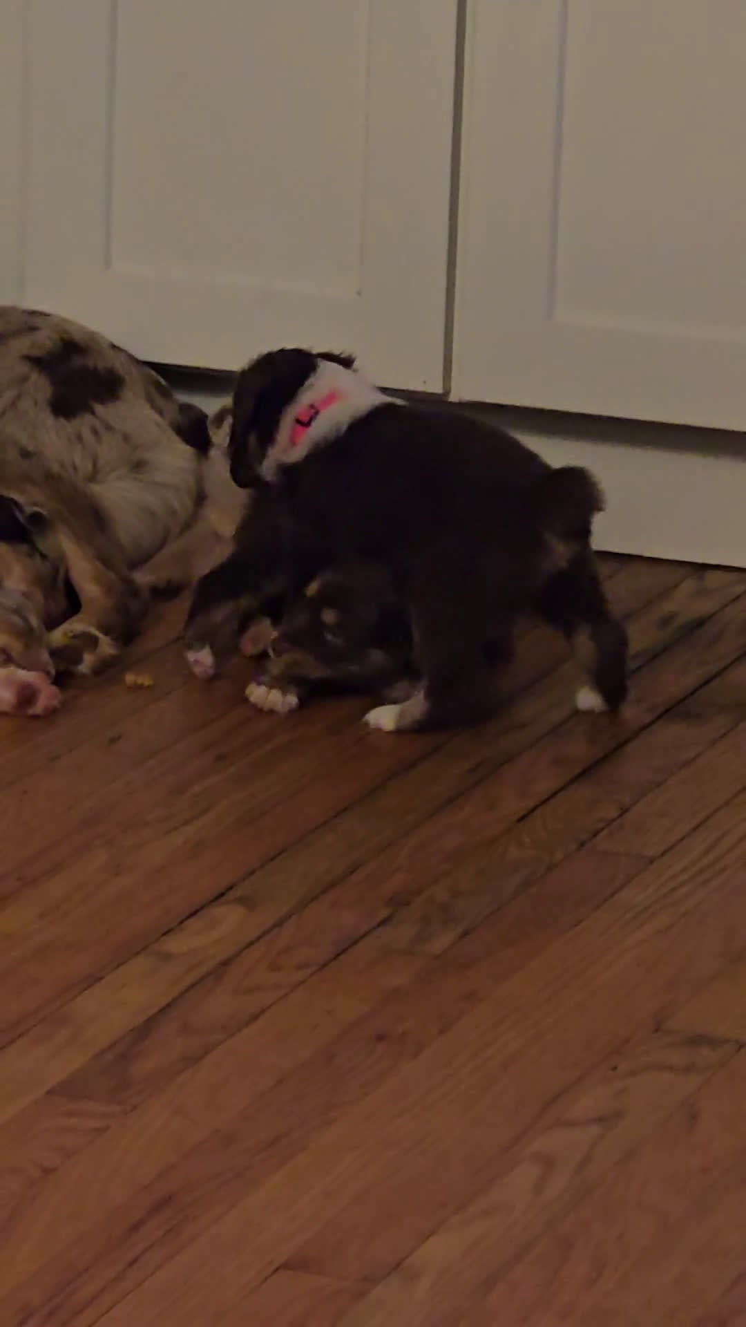 Australian Shepherd dogs for sale: Australian Shepherd Puppy 2 - Video 1