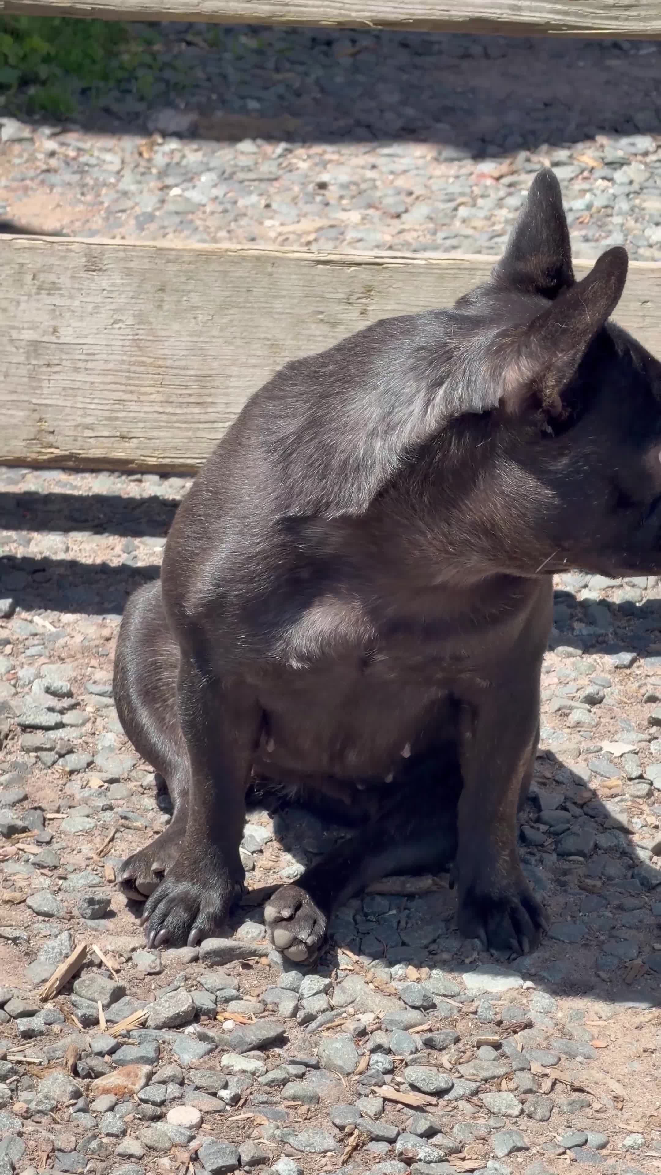 French Bulldog dogs for sale: Coca Cola - Video 1