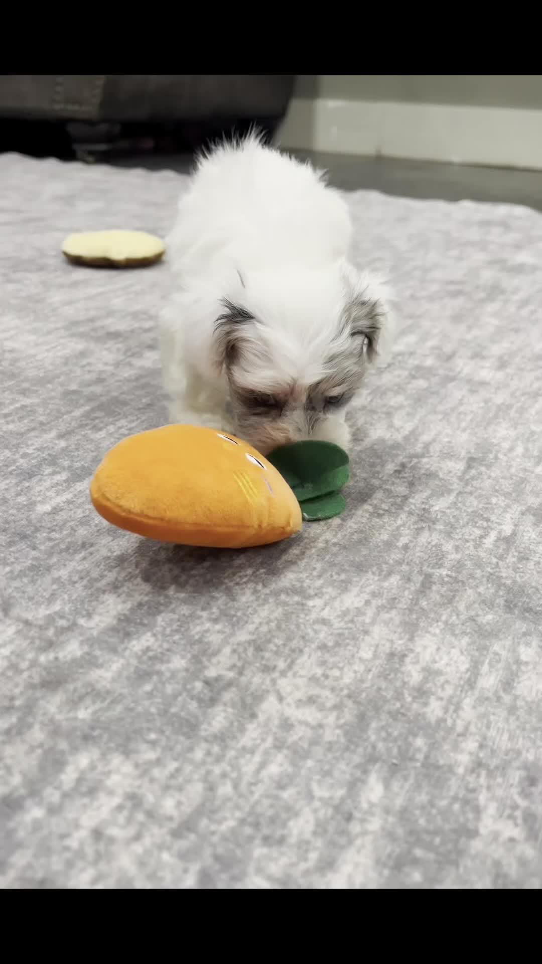 Maltipoo dogs for sale: Hufflepuff - Video 1