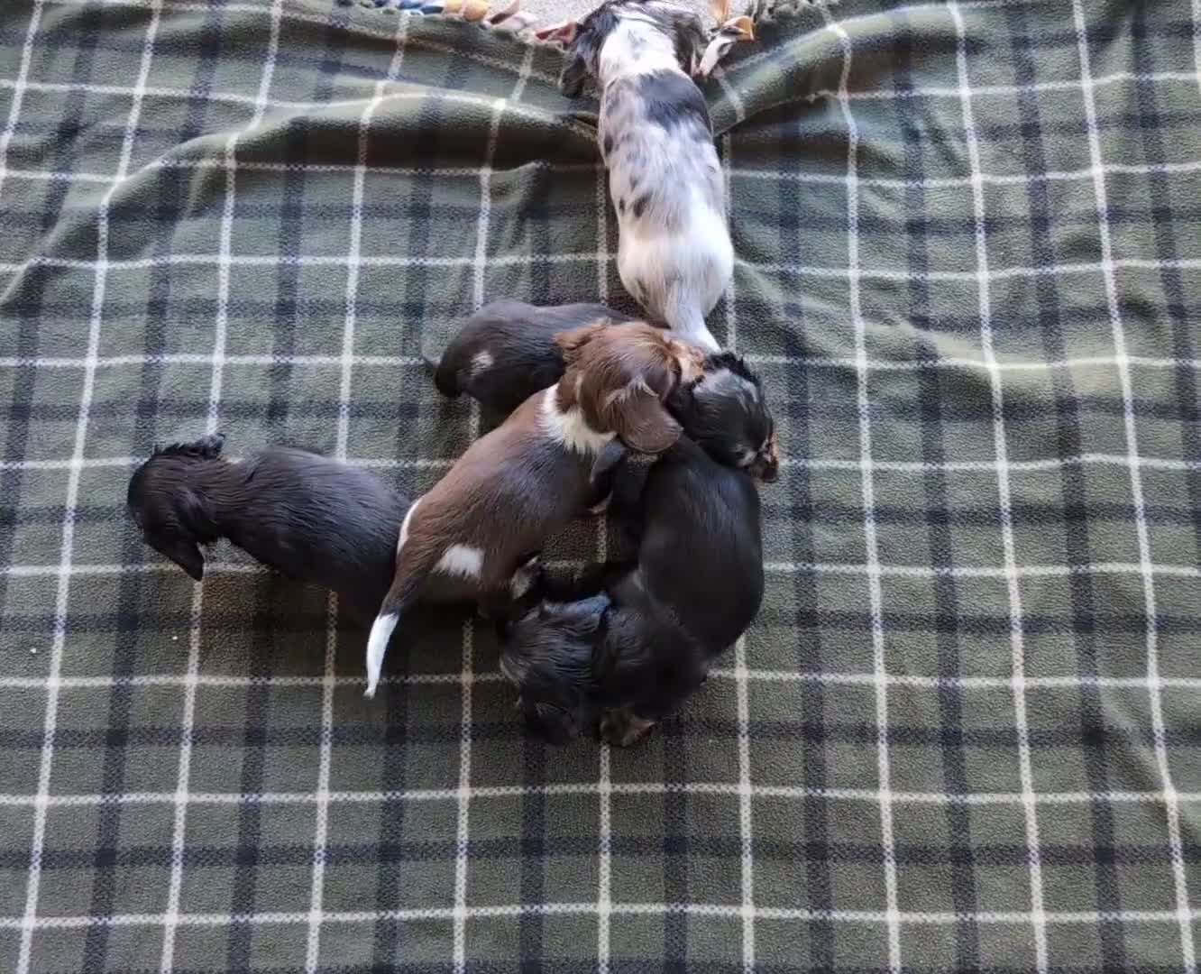 Dachshund dogs for sale: Tessa  - Video 1