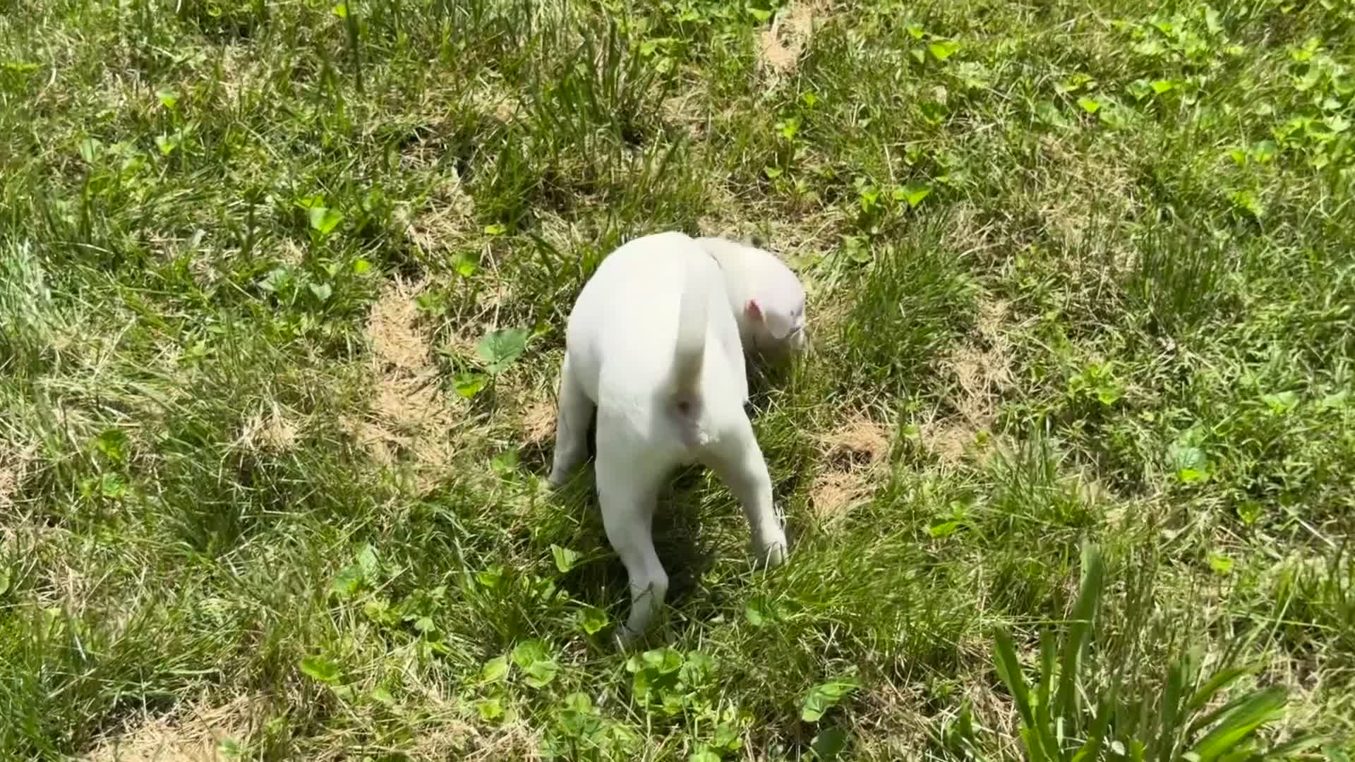 Jack Russell Terrier dogs for sale: Butch - Video 1