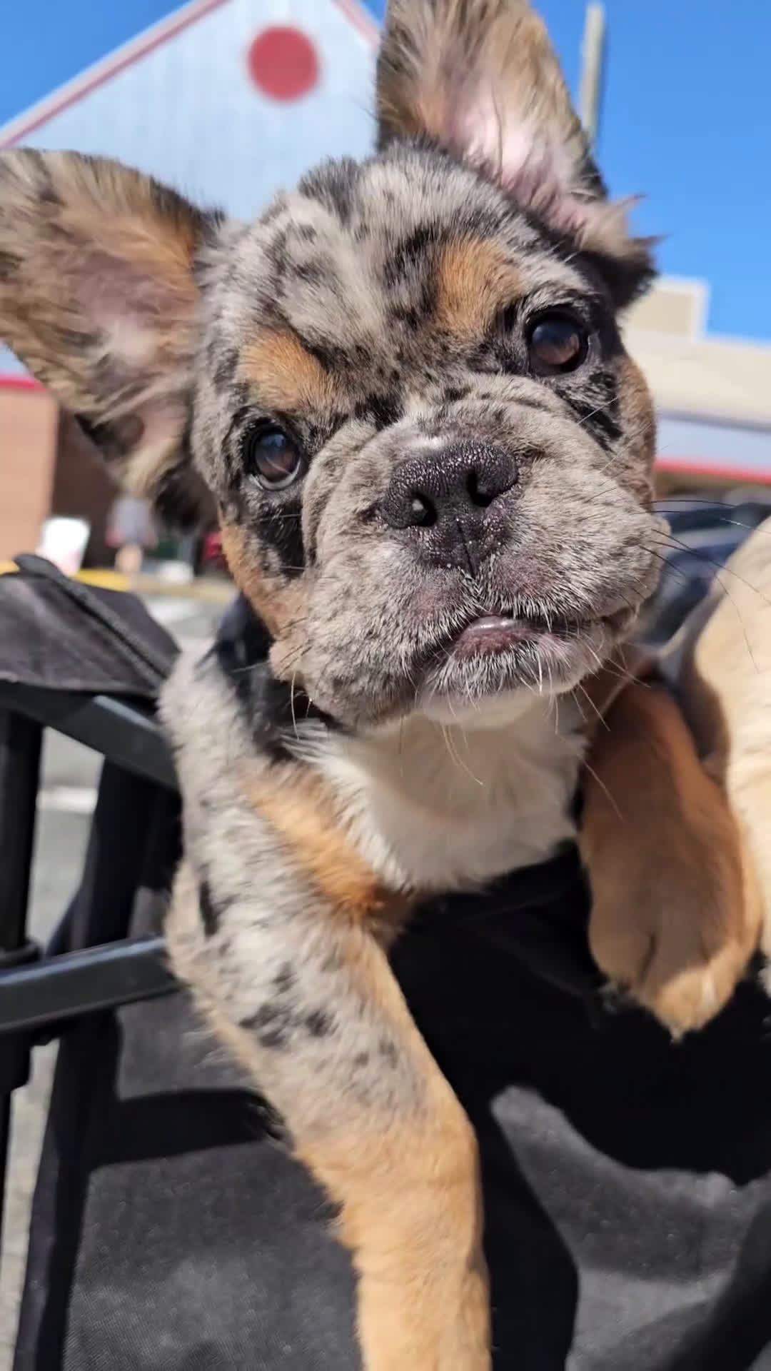 French Bulldog dogs for sale: Black & Tan Fluffy Merle French bulldog - Video 1