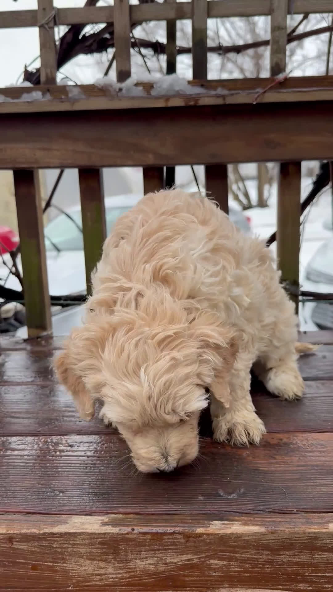 Goldendoodle dogs for sale: Cloud  - Video 1