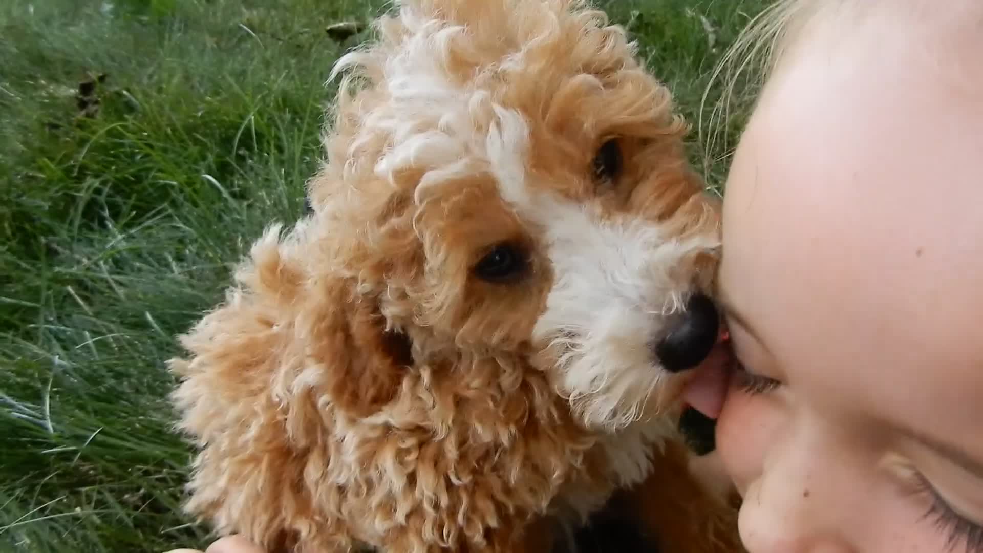 Mini Goldendoodle dogs for sale: Brody - Video 1