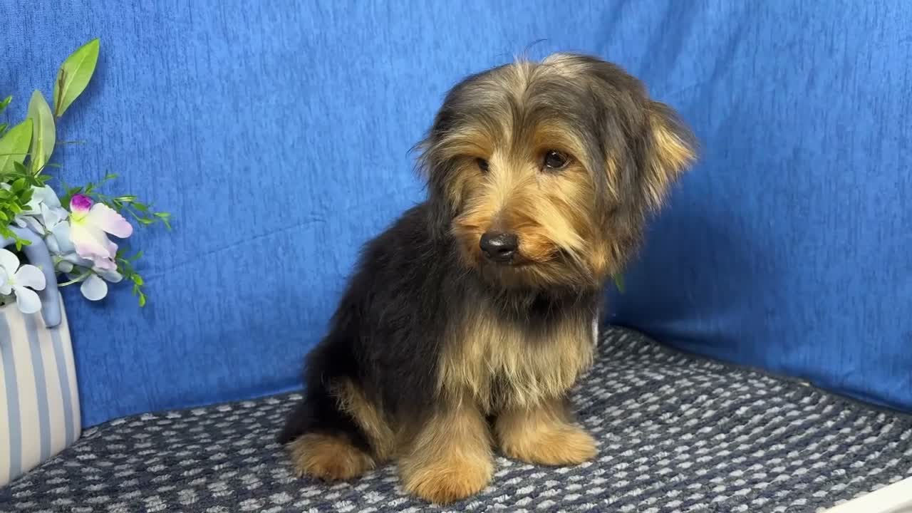 Yorkshire Terrier dogs for sale: Yorkshire Terrier 1 - Video 1
