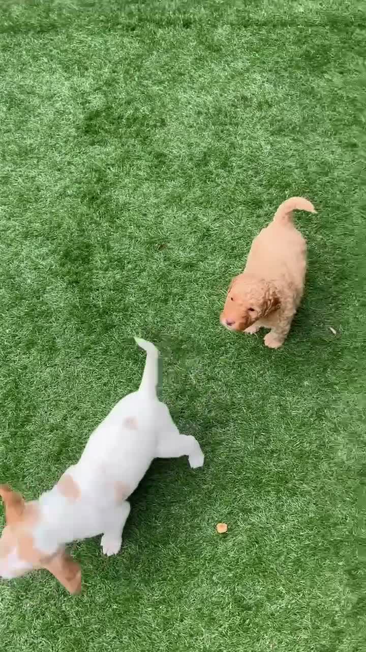 Labradoodle dogs for sale: Penny  - Video 1