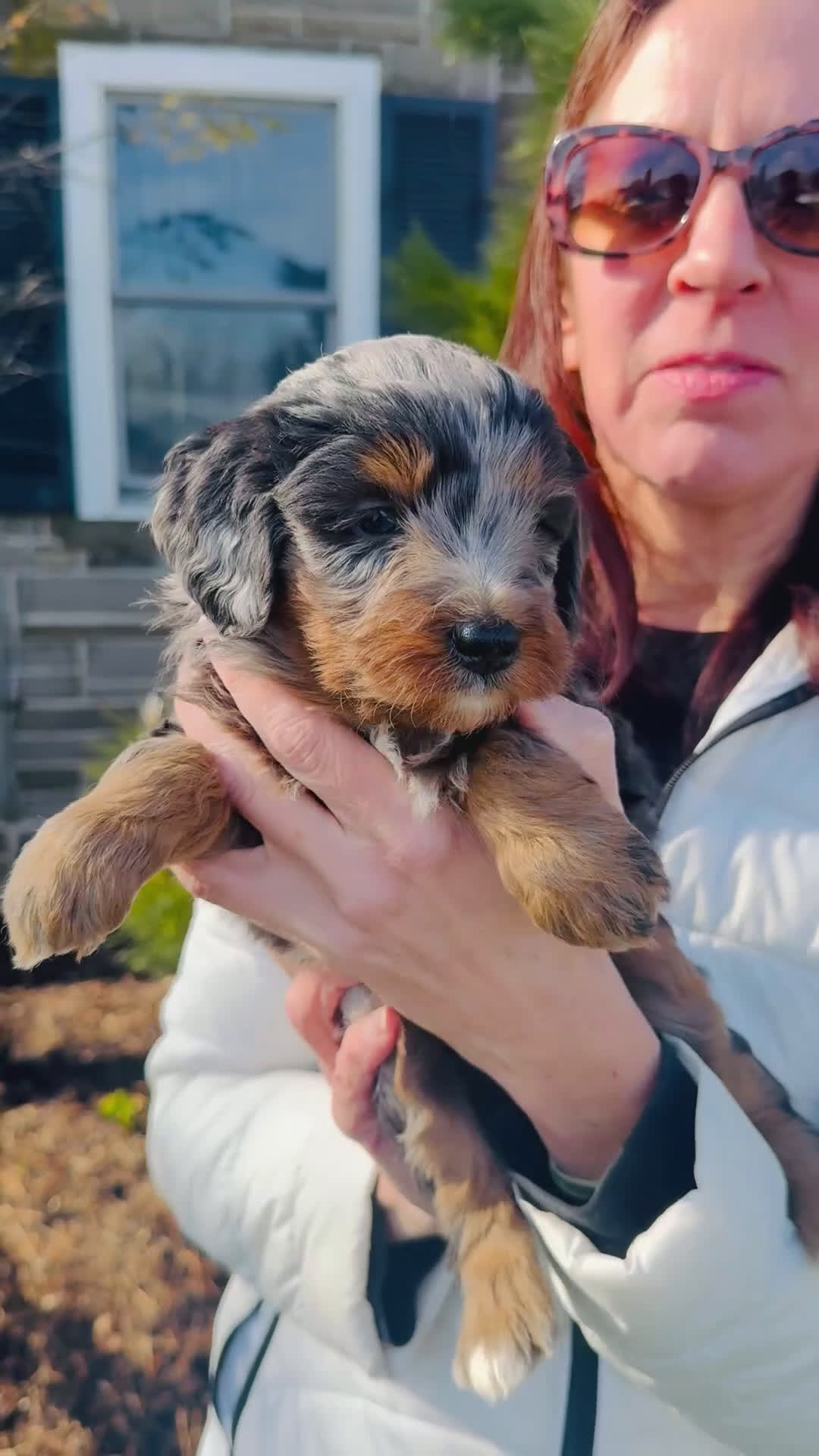 Bernedoodle dogs for sale: Misty - Video 1