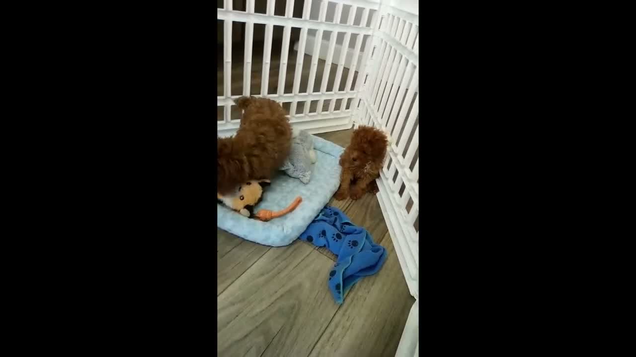 Toy Poodle dogs for sale: Tiger - Video 1