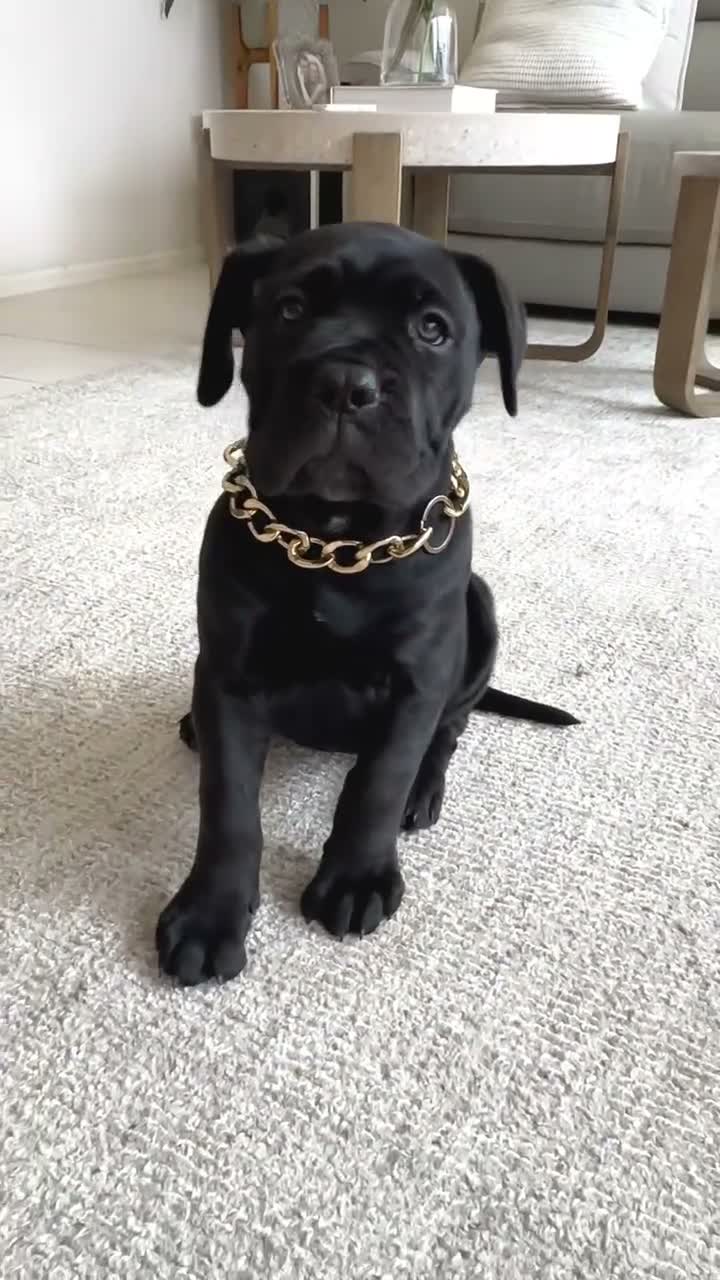 Cane Corso dogs for sale: Maxx - Video 1