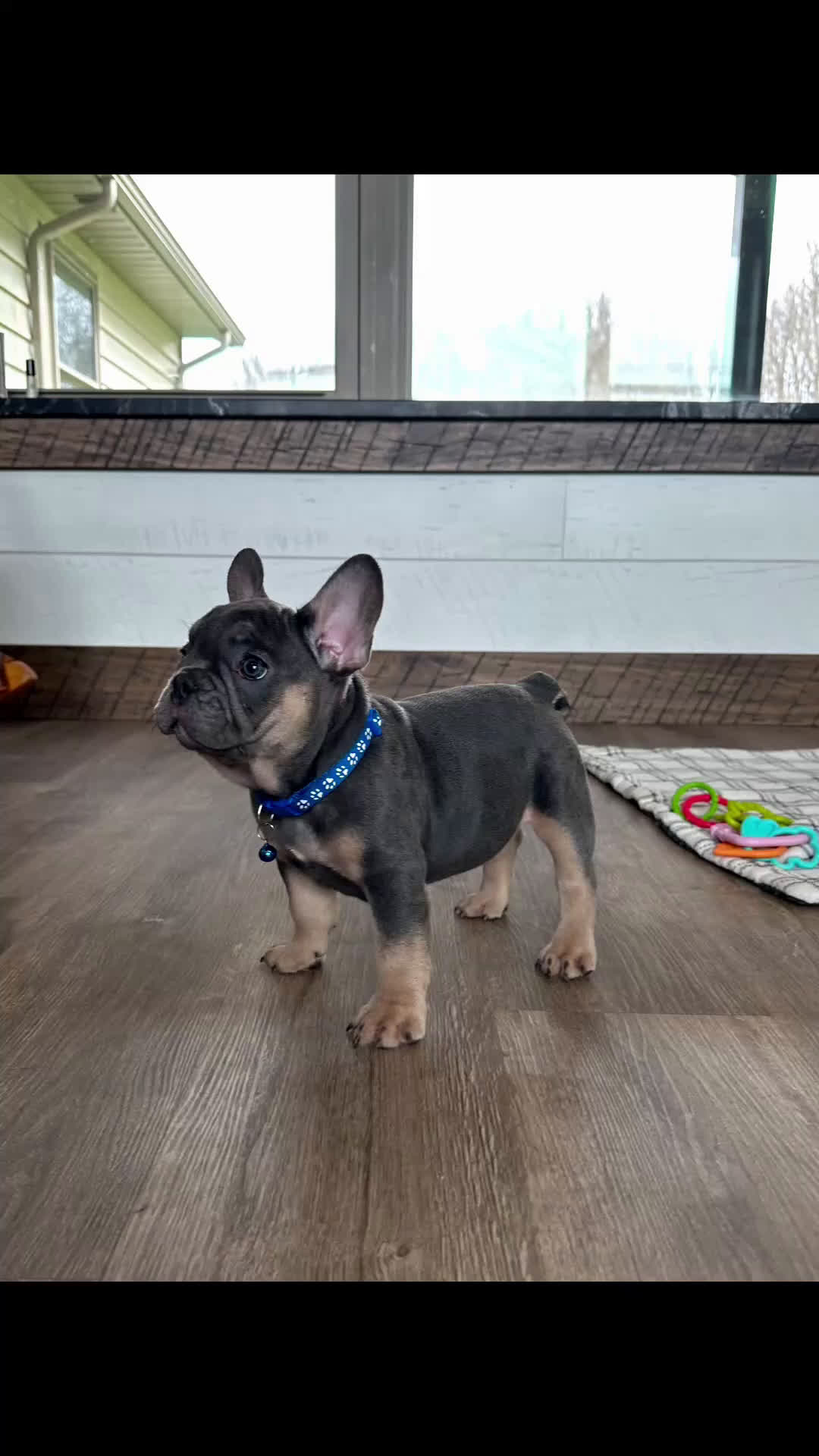 French Bulldog dogs for sale: Ranger - Video 1