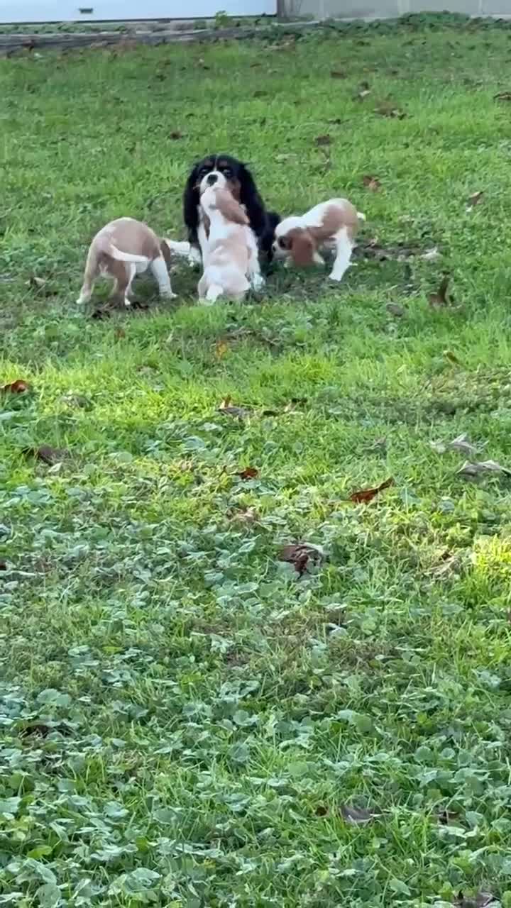 Cavalier King Charles Spaniel dogs for sale: Schroeder - Video 1