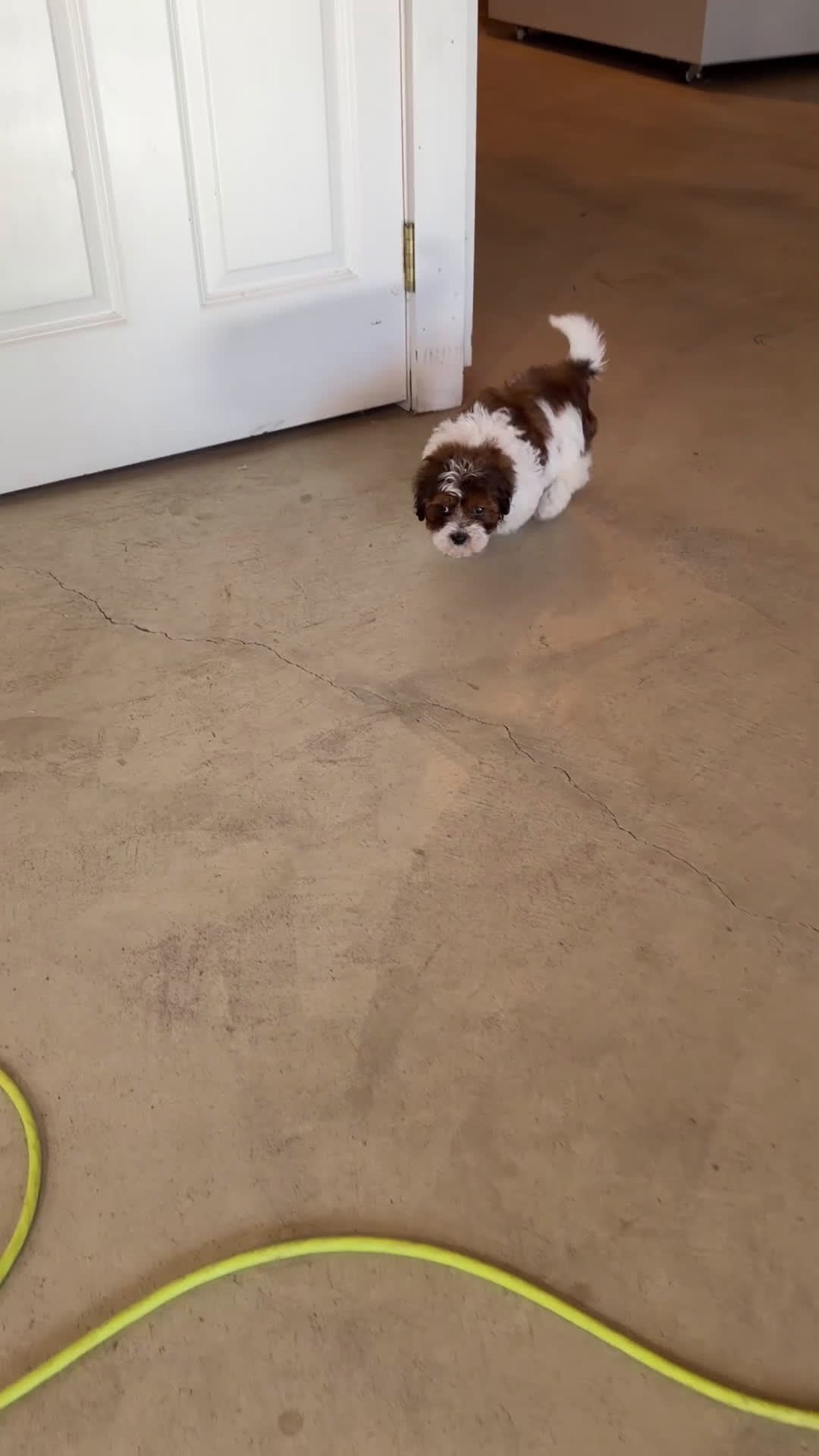 Shihpoo dogs for sale: Tucker - Video 1