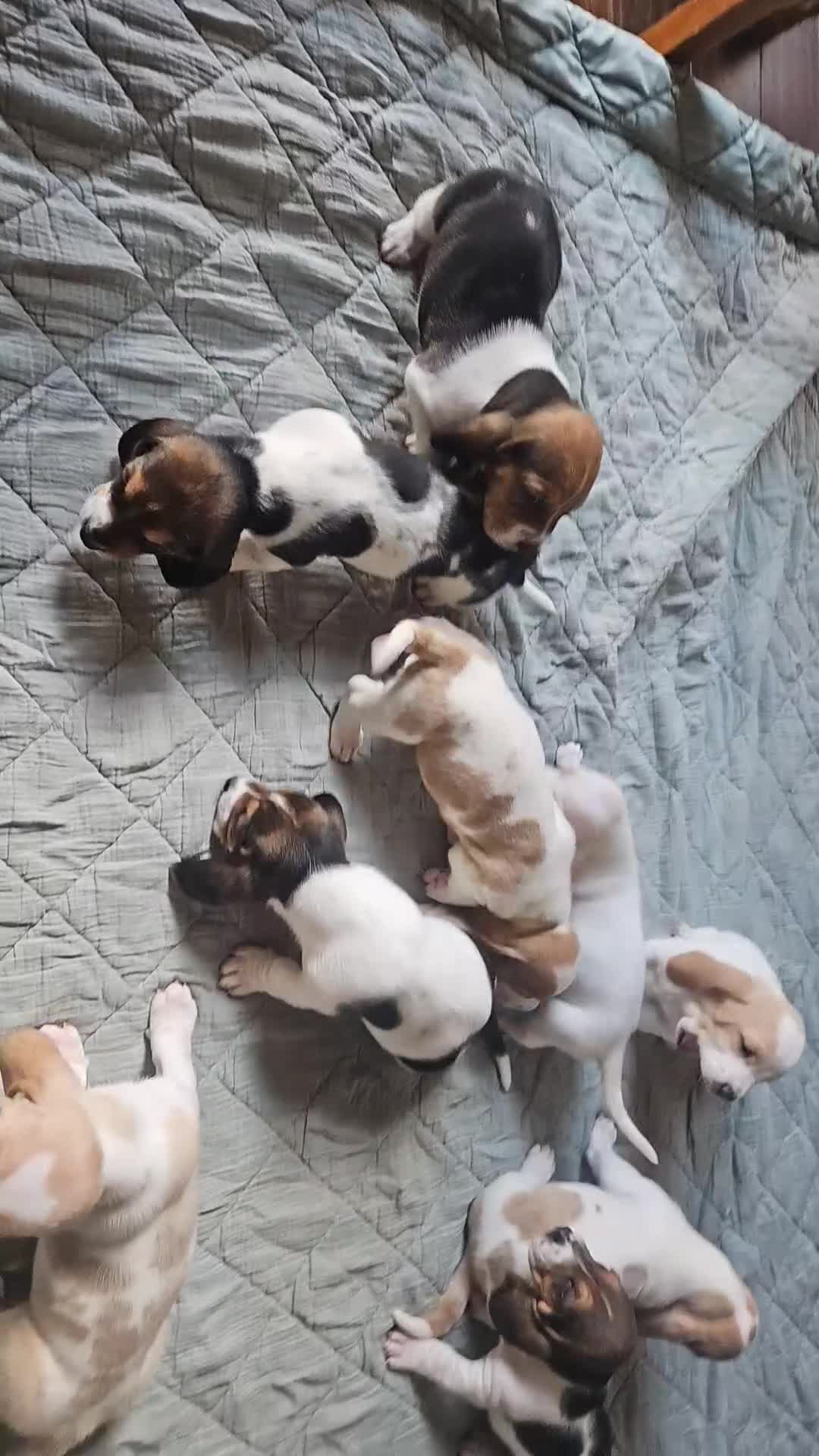 Basset Hound dogs for sale: Clover - Video 1