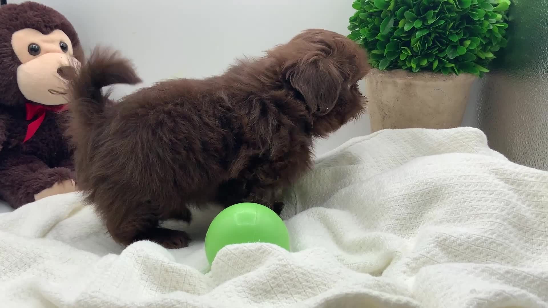 Shih Tzu dogs for sale: Kingston - Video 1
