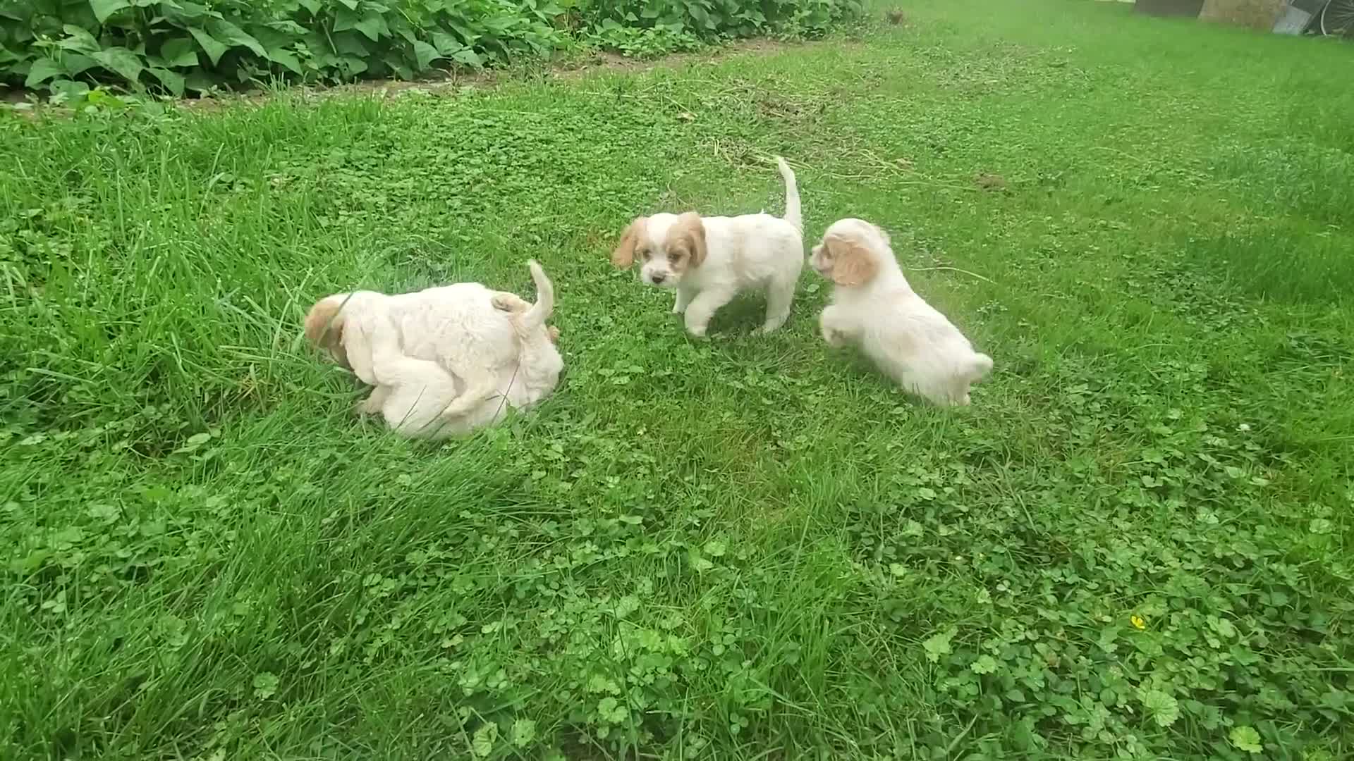Cavachon dogs for sale: Blizzard - Video 1