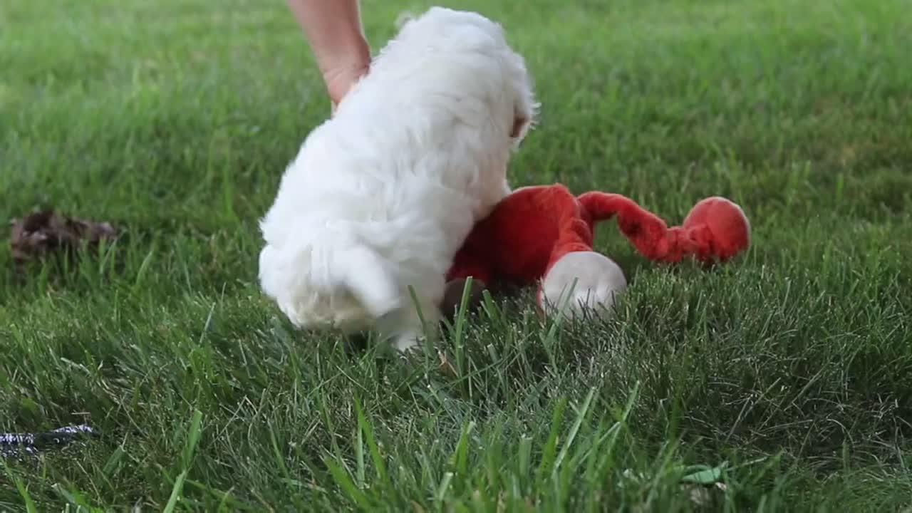 Cavapoo dogs for sale: Logan - Video 1