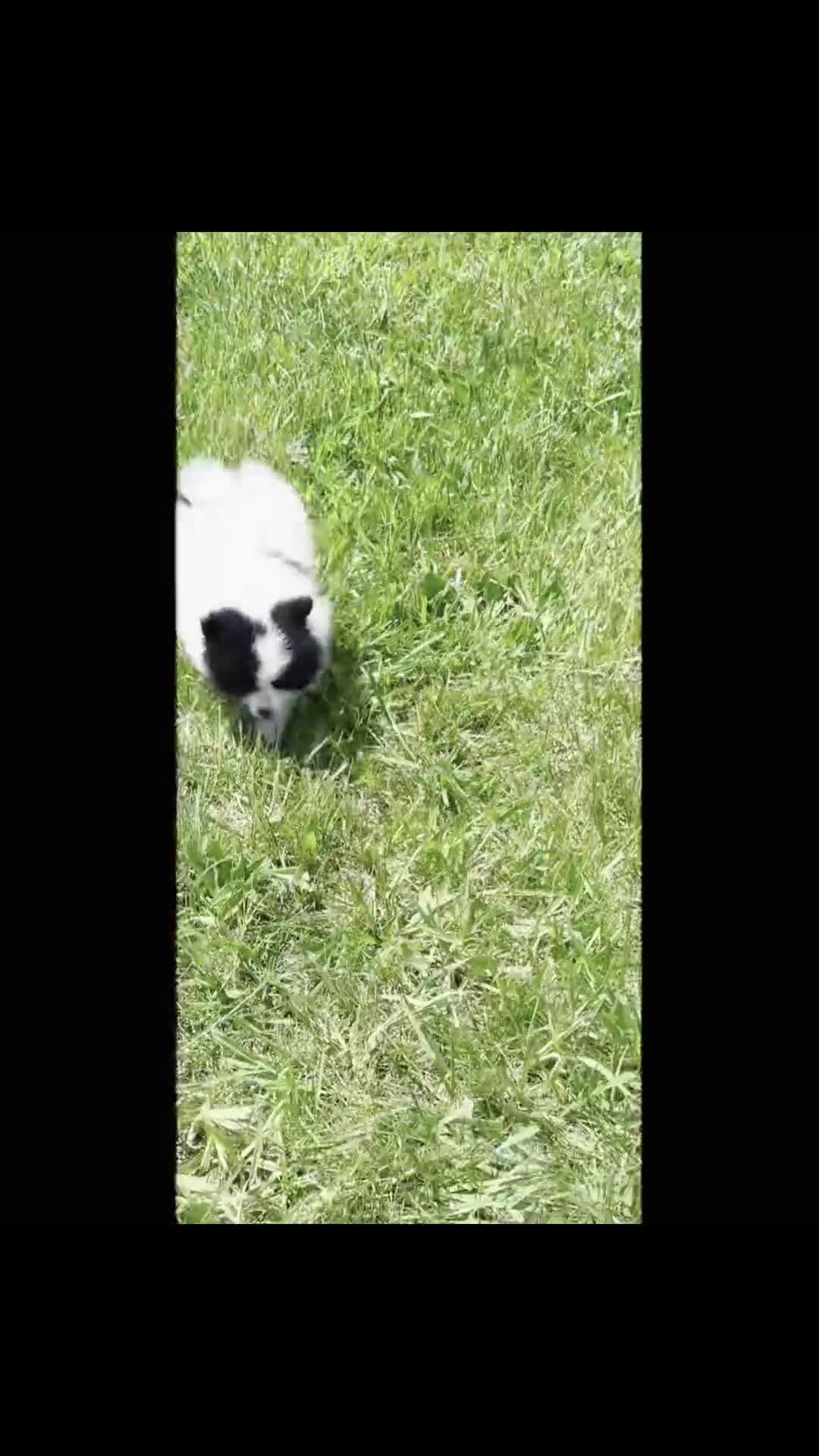 Pomeranian dogs for sale: Emmett - Video 1