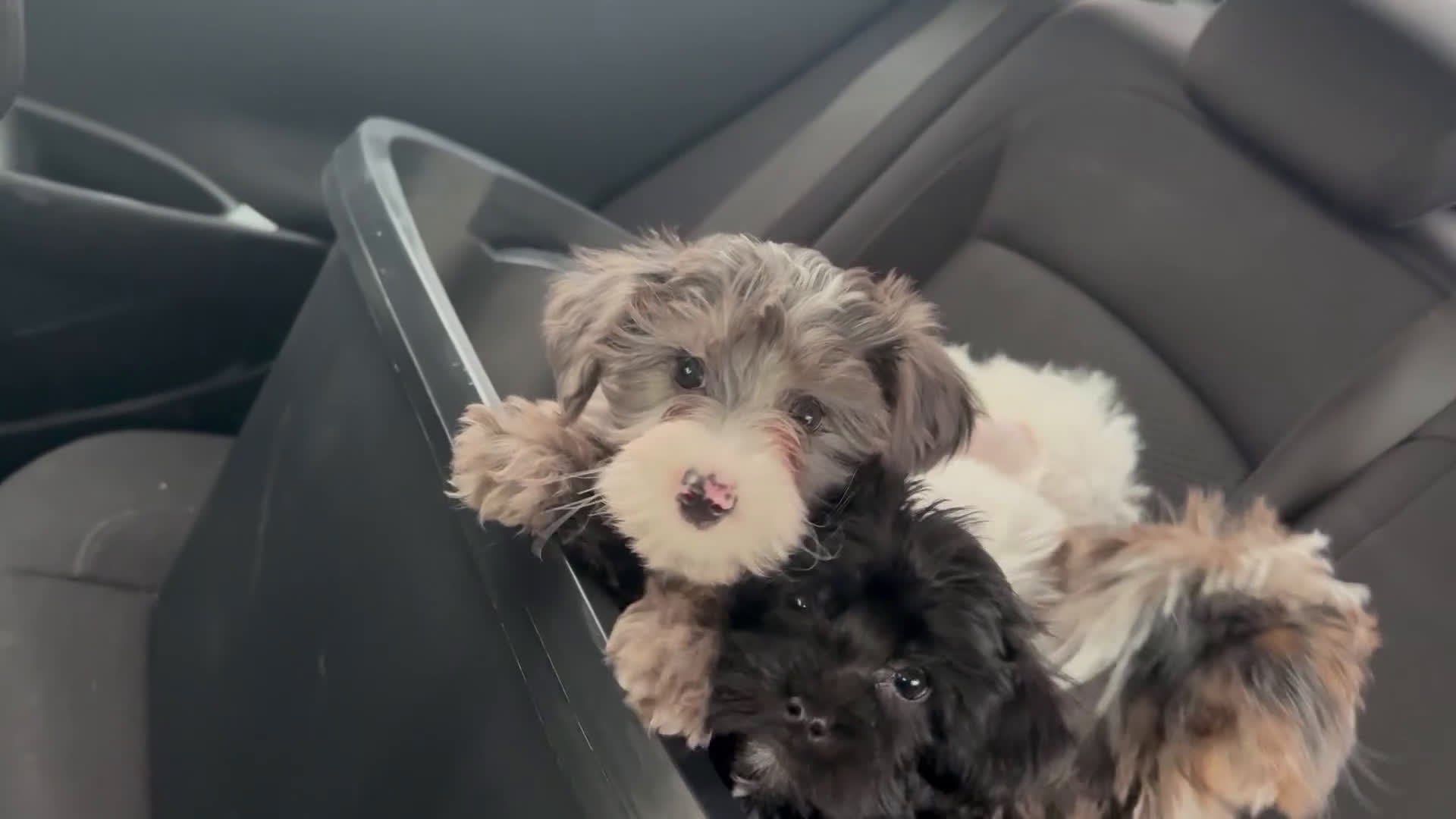 Yochon dogs for sale: Morty - Video 1