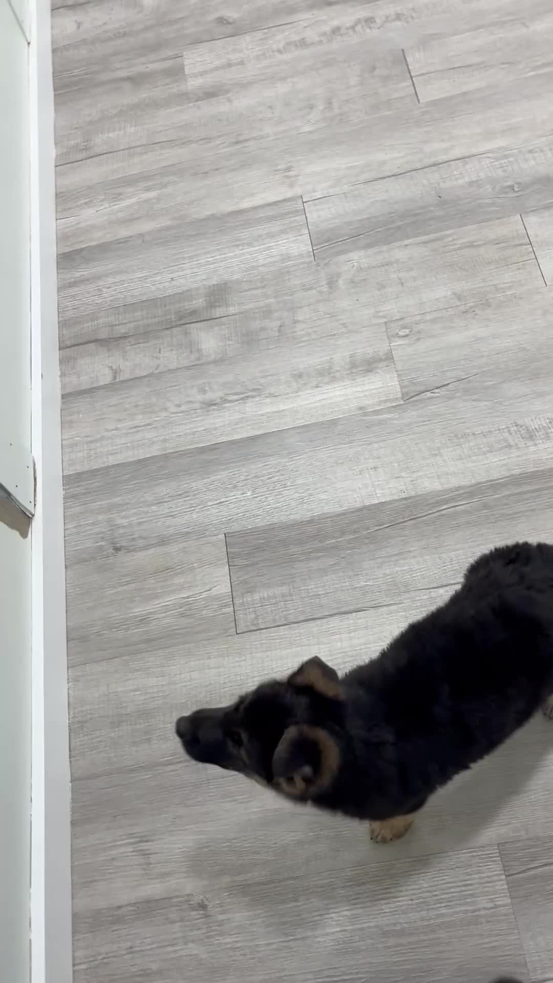 German Shepherd dogs for sale: Carmen - Video 1