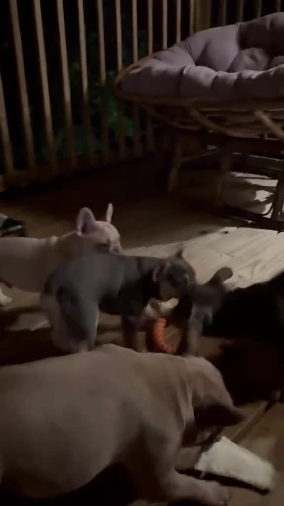French Bulldog dogs for sale: French Bulldog Puppies - Video 1
