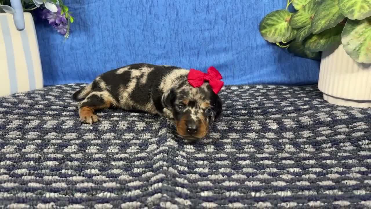 Miniature Dachshund dogs for sale: Miniature Dachshund 5 - Video 1