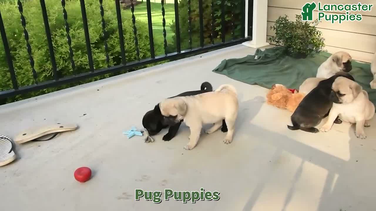 Pug dogs for sale: Chubs - Video 1