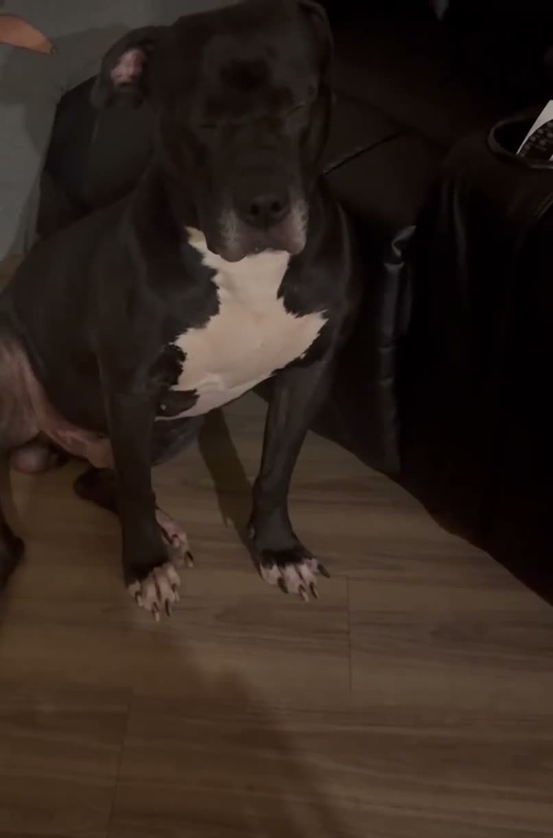 Mixed Breed dogs for sale: Mixed Breed 1 - Video 1