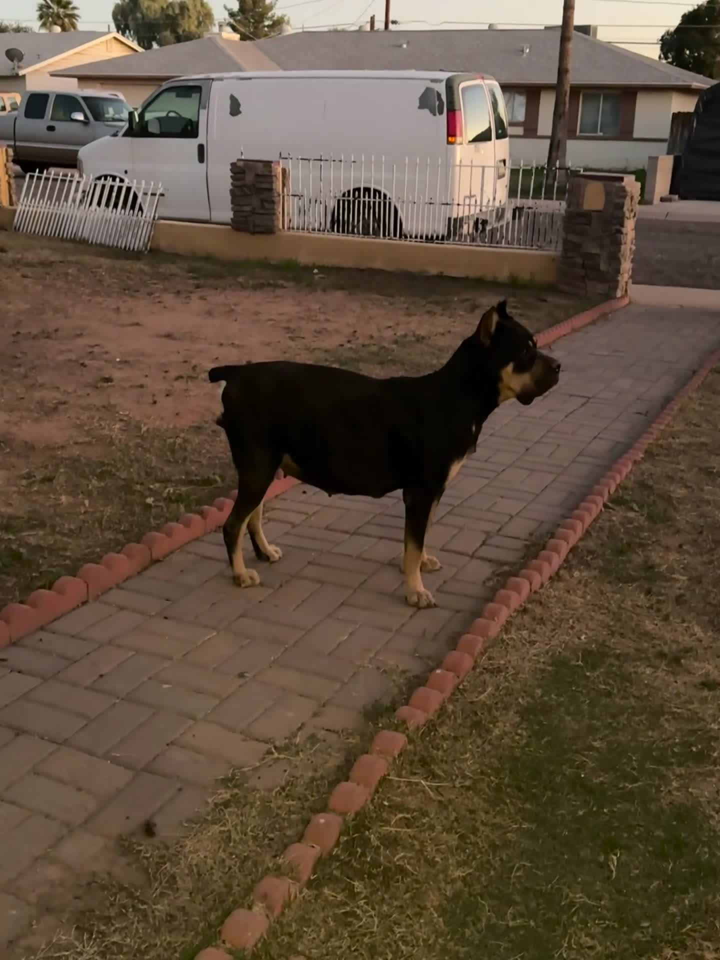 Cane Corso dogs for sale: Rupert - blue collar  - Video 1