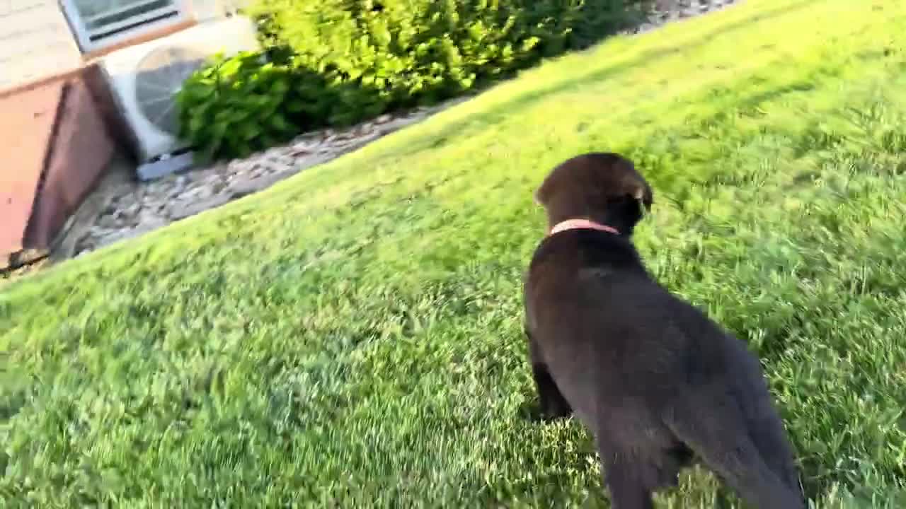 Sheprador dogs for sale: Bingo - Video 1