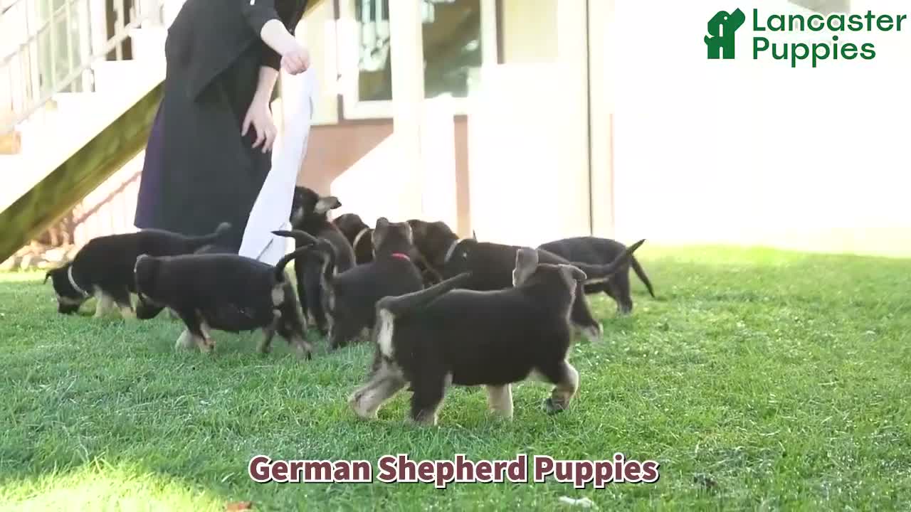 German Shepherd dogs for sale: Asher - Video 1