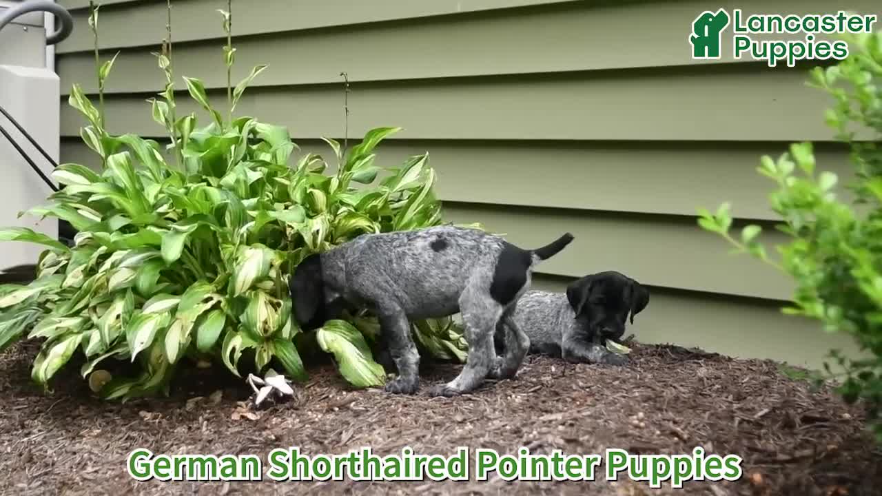 German Shorthaired Pointer dogs for sale: Rosie - Video 1