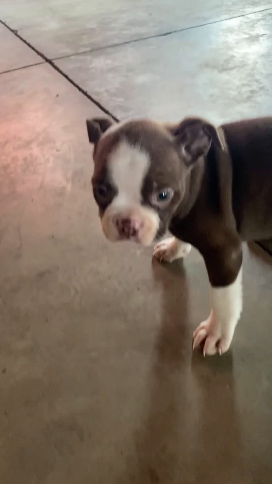 Boston Terrier dogs for sale: Willow - Video 1