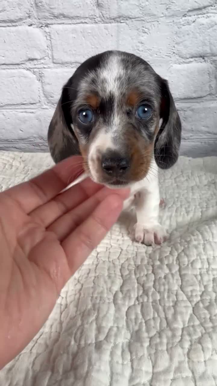 Miniature Dachshund dogs for sale: Hazel - Video 1