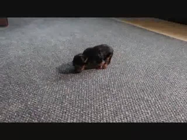 Yorkshire Terrier dogs for sale: Michael - Video 1