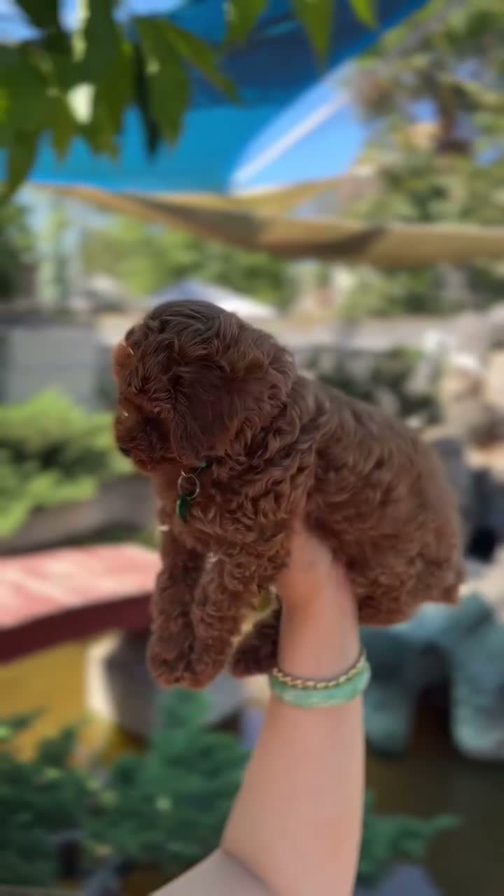 Toy Poodle dogs for sale: Toy Poodle 2 - Video 1