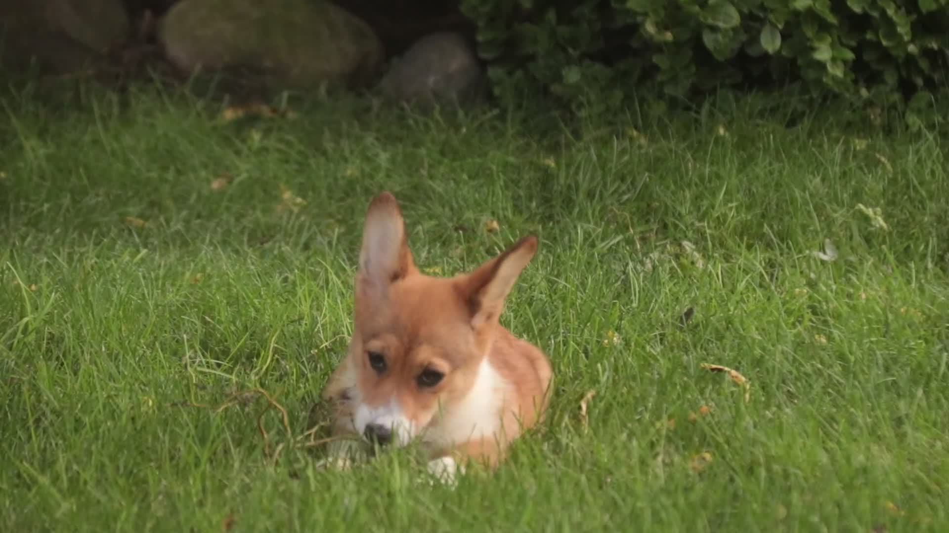 Welsh Corgi Pembroke dogs for sale: Trix Welsh Corgi Pembroke  - Video 2