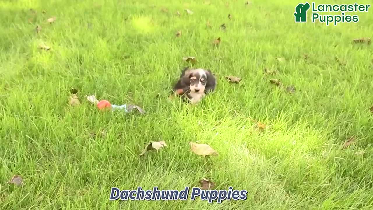 Dachshund dogs for sale: Brianna - Video 1