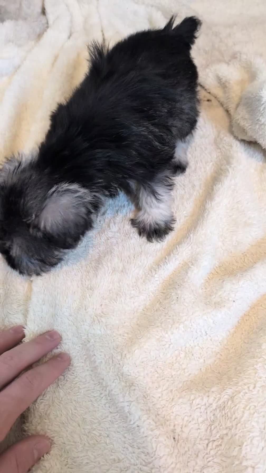 Miniature Schnauzer dogs for sale: Dahlia - Video 1