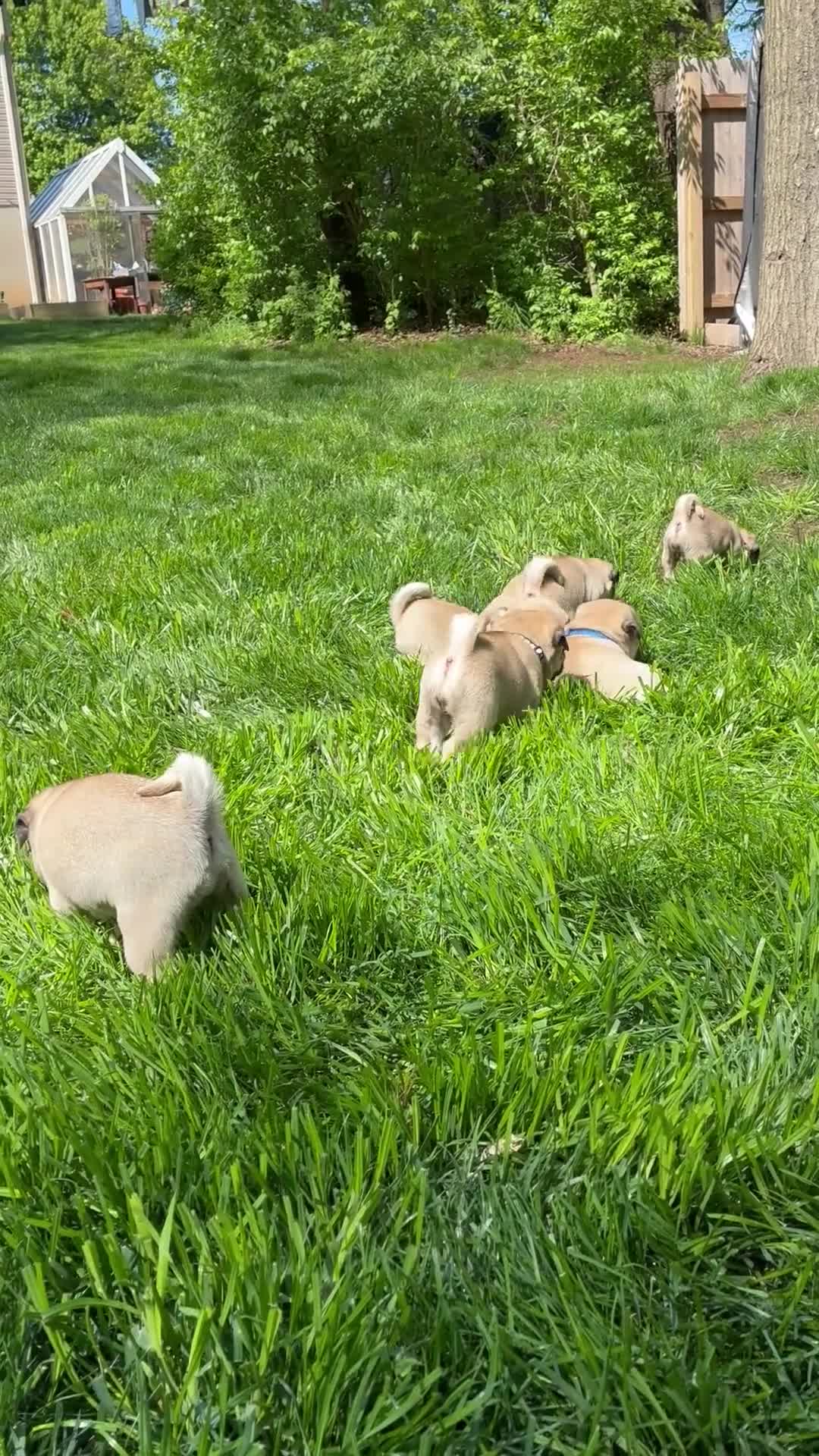 Pug dogs for sale: Bella - Video 1