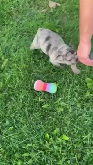 French Bulldog dogs for sale: Flint French Bulldog  - Video 1
