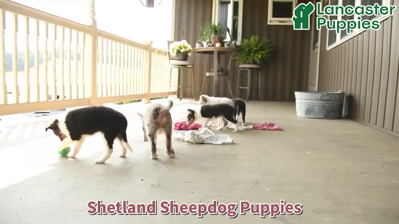 Shetland Sheepdog dogs for sale: Stevie - Video 1