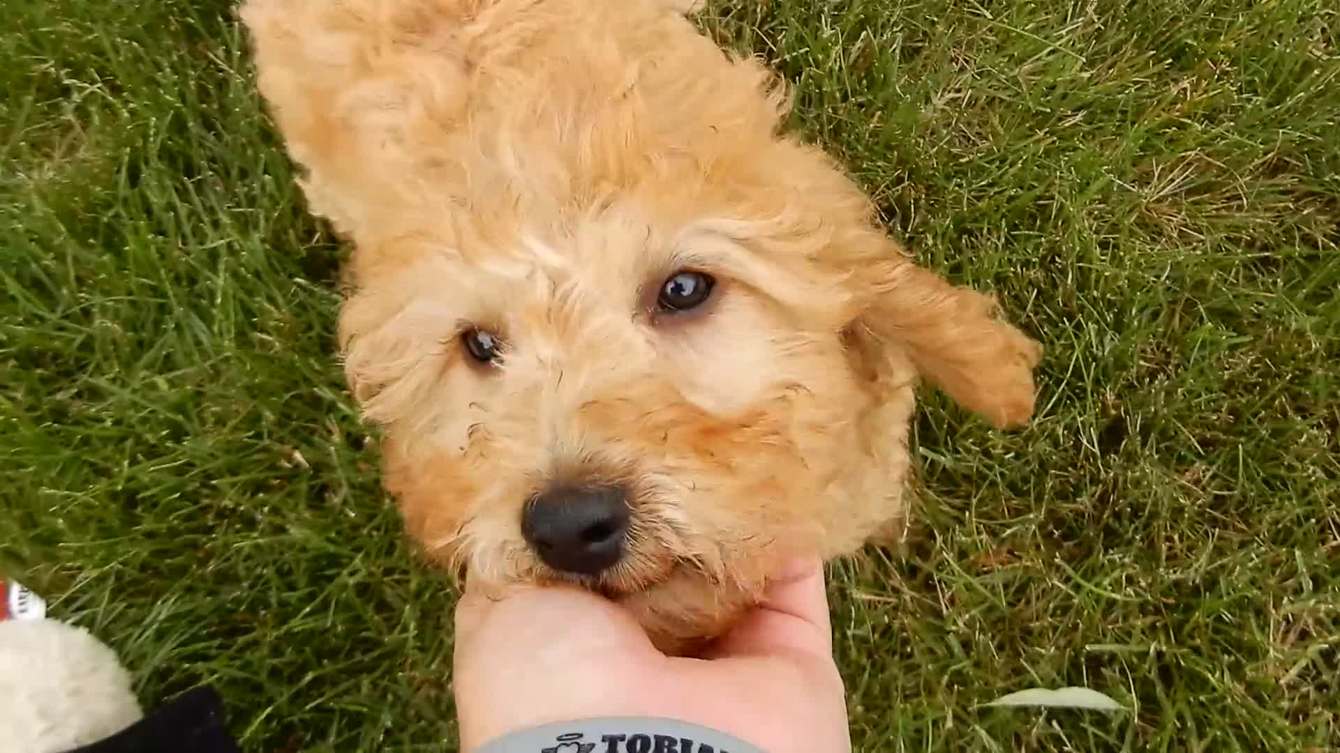 Mini Goldendoodle dogs for sale: Lela-MEDIUM - Video 1